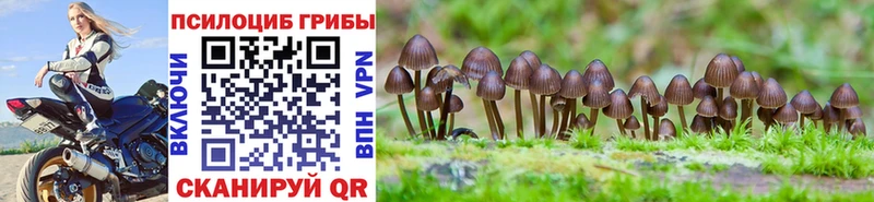 Купить  Жирновск  Галлюциногенные грибы Cubensis 